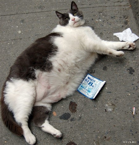 Foto mi gato esta gorda, lo voy a sacrificar