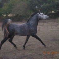 rosanvi