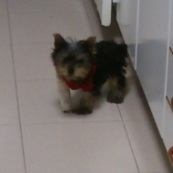 boamorte